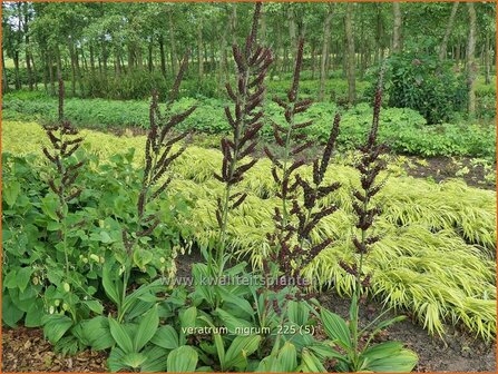 Veratrum nigrum | Zwarte nieswortel, Nieswortel, Plooiblad | Schwarzbl&uuml;tiger Germer | Black False Hellebore