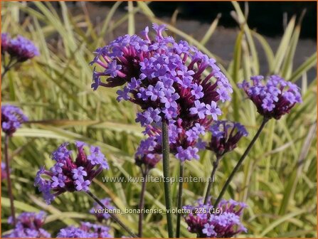 Verbena bonariensis 'Violetta' | Stijf ijzerhard, IJzerhard | Hohes Eisenkraut | Tall Verbena