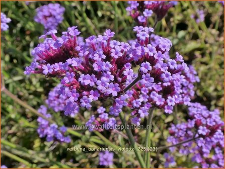 Verbena bonariensis 'Violetta' | Stijf ijzerhard, IJzerhard | Hohes Eisenkraut | Tall Verbena
