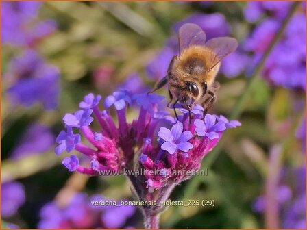 Verbena bonariensis 'Violetta' | Stijf ijzerhard, IJzerhard | Hohes Eisenkraut | Tall Verbena