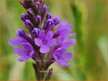 Verbena hastata | Blauwe verbena, IJzerhard | Spie&szlig;f&ouml;rmiges Eisenkraut | Blue Vervain