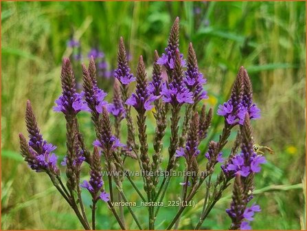 Verbena hastata | Blauwe verbena, IJzerhard | Spie&szlig;f&ouml;rmiges Eisenkraut | Blue Vervain