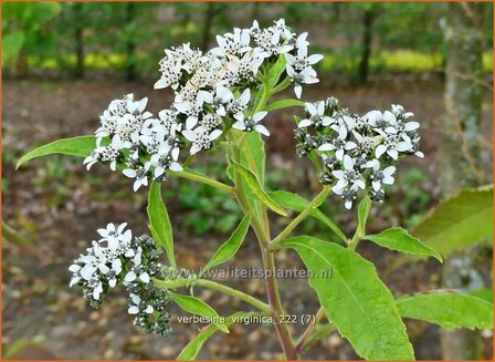 Verbesina virginica | Verbesine | Frostweed