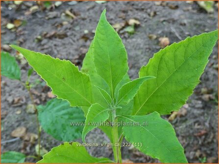 Verbesina virginica | Verbesine | Frostweed