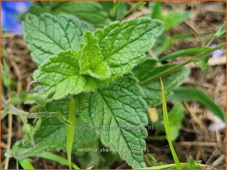 Veronica chamaedrys | Gewone ereprijs, Gamander-ereprijs, Ereprijs | Gamander-Ehrenpreis | Germander Speedwell
