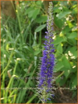 Veronicastrum sachalinense 'Manhattan Skyline' | Virginische ereprijs | Virginischer Ehrenpreis | Culver's