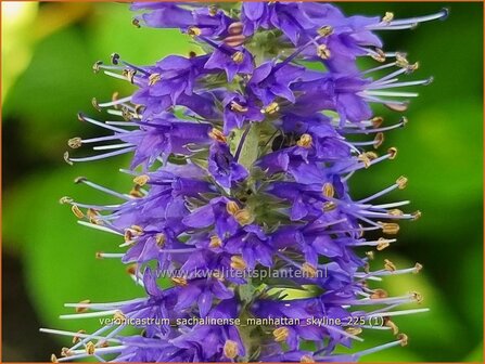 Veronicastrum sachalinense 'Manhattan Skyline' | Virginische ereprijs | Virginischer Ehrenpreis | Culver's
