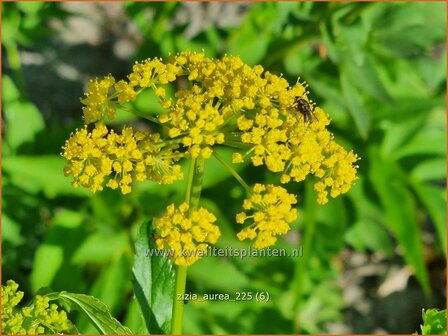Zizia aurea | Gouden Alexanderbloem | Goldener Alexander | Golden Alexanders