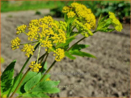 Zizia aurea | Gouden Alexanderbloem | Goldener Alexander | Golden Alexanders