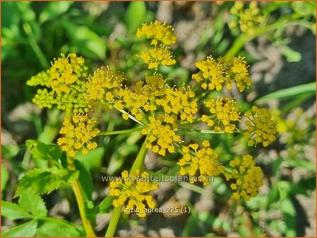 Zizia aurea | Gouden Alexanderbloem | Goldener Alexander | Golden Alexanders
