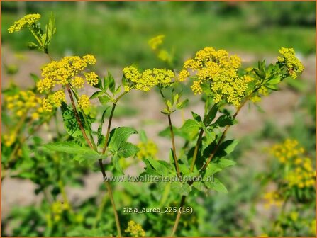 Zizia aurea | Gouden Alexanderbloem | Goldener Alexander | Golden Alexanders