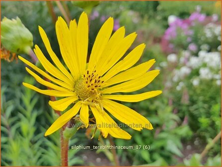 Silphium terebinthinaceum | Zonnekroon, Silphie | Harzige Becherpflanze | Rosinweed