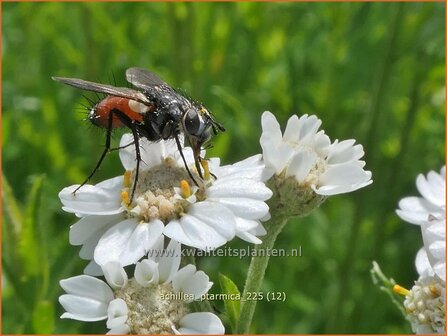 Achillea ptarmica | Wilde bertram, Bertram, Duizendblad | Bertram | Sneezeweed