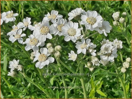 Achillea ptarmica | Wilde bertram, Bertram, Duizendblad | Bertram | Sneezeweed
