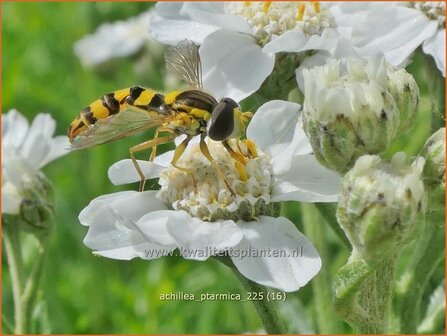 Achillea ptarmica | Wilde bertram, Bertram, Duizendblad | Bertram | Sneezeweed