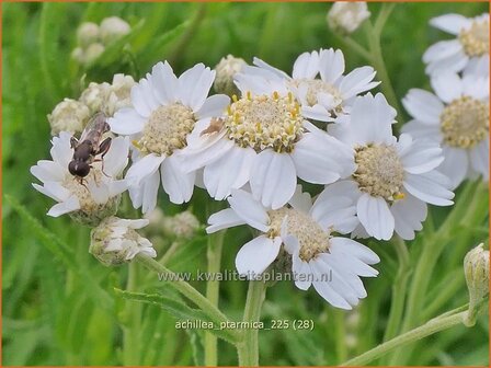 Achillea ptarmica | Wilde bertram, Bertram, Duizendblad | Bertram | Sneezeweed