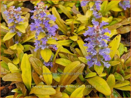 Ajuga 'Feathered Friends Fancy Finch' | Kruipend zenegroen, Zenegroen | Kriechender G&uuml;nsel | Carpenter&amp;#x0