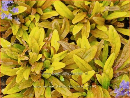 Ajuga 'Feathered Friends Fancy Finch' | Kruipend zenegroen, Zenegroen | Kriechender G&uuml;nsel | Carpenter&amp;#x0