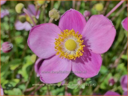 Anemone hupehensis 'Emmy Bicolour' | Herfstanemoon, Japanse anemoon, Anemoon | Herbstanemone | Japanese Anemone