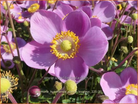 Anemone hupehensis 'Emmy Bicolour' | Herfstanemoon, Japanse anemoon, Anemoon | Herbstanemone | Japanese Anemone