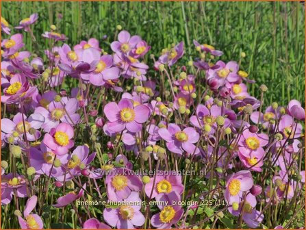 Anemone hupehensis 'Emmy Bicolour' | Herfstanemoon, Japanse anemoon, Anemoon | Herbstanemone | Japanese Anemone
