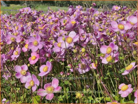Anemone hupehensis 'Emmy Bicolour' | Herfstanemoon, Japanse anemoon, Anemoon | Herbstanemone | Japanese Anemone