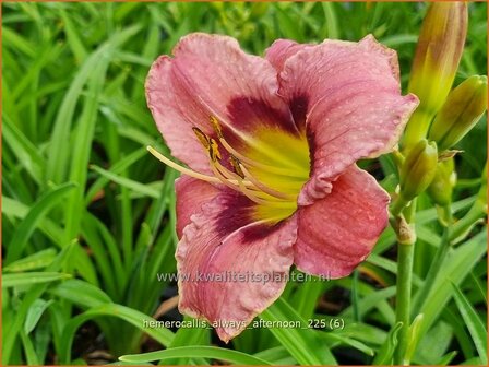 Hemerocallis 'Always Afternoon' | Daglelie | Taglilie | Day Lily