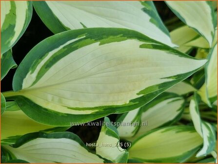 Hosta 'Hans'