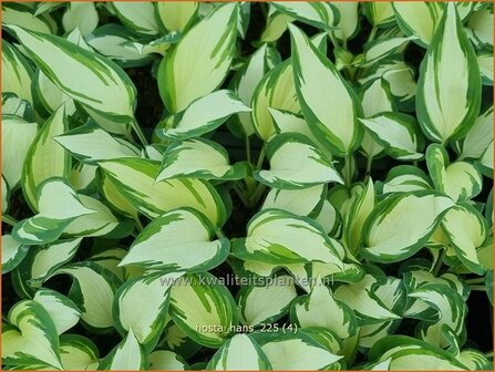 Hosta 'Hans'
