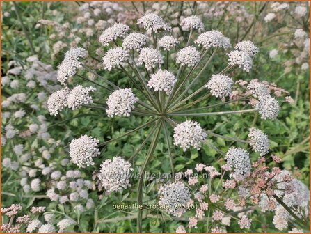 Oenanthe crocata | Dodemansvingers, Torkruid | Safranwasserfenchel | Hemlock Water-dropwort