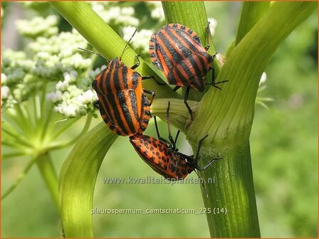 Pleurospermum camtschaticum | Rippensame