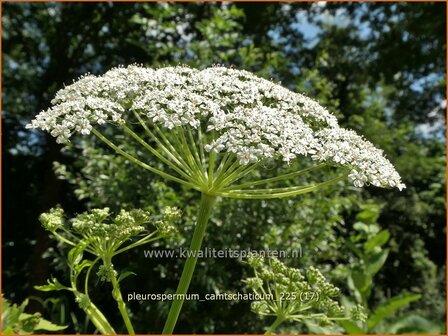 Pleurospermum camtschaticum | Rippensame
