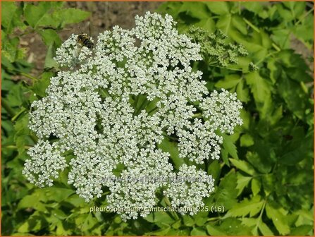 Pleurospermum camtschaticum | Rippensame