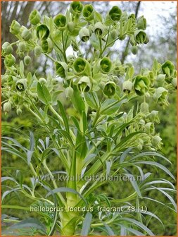 Helleborus foetidus 'Fragrant' | Stinkend nieskruid, Nieskruid | Palmblatt-Nieswurz | Stinking Hellebore