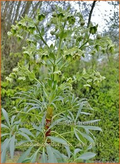 Helleborus foetidus 'Miss Jekyll' | Stinkend nieskruid, Nieskruid | Palmblatt-Nieswurz | Stinking Hellebore