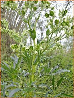 Helleborus foetidus 'Ruth' | Stinkend nieskruid, Nieskruid | Palmblatt-Nieswurz | Stinking Hellebore