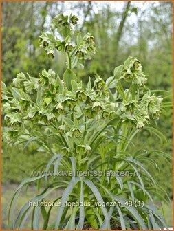 Helleborus foetidus 'Vogezen' | Stinkend nieskruid, Nieskruid | Palmblatt-Nieswurz | Stinking Hellebore