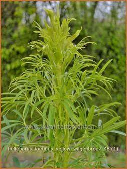 Helleborus foetidus 'Yellow Wilgenbroek' | Stinkend nieskruid, Nieskruid | Palmblatt-Nieswurz | Stinking Hellebore
