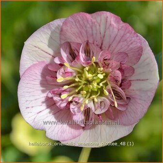 Helleborus orientalis 'Anemone Picotee' | Kerstroos, Lenteroos, Vastenroos, Oosters nieskruid, Nieskruid | Lenzrose |