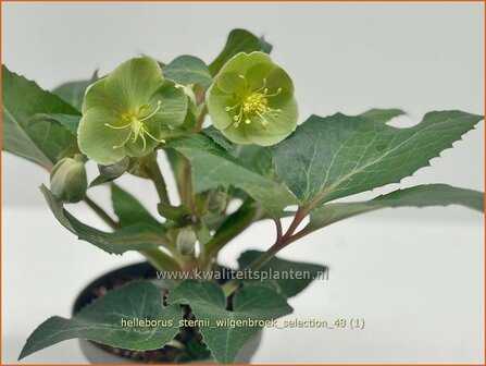 Helleborus sternii 'Wilgenbroek Selection' | Nieskruid | Turrills Nieswurz | Hybrid Hellebore