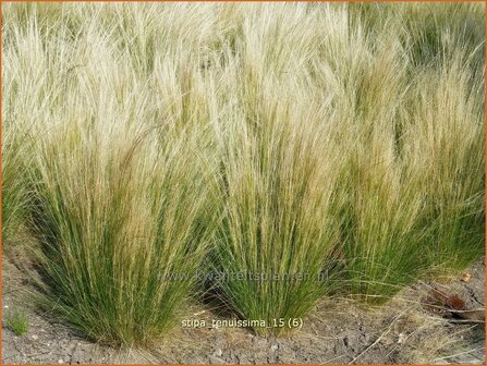 Stipa tenuissima | Fijn Vedergras, Engelenhaar, Vedergras | Zartes Federgras | Mexican Feather Grass
