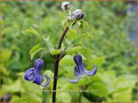 Clematis heracleifolia 'China Purple' | Struikclematis, Bosrank, Clematis | Breitbl&auml;ttrige Waldrebe | Tube Clematis