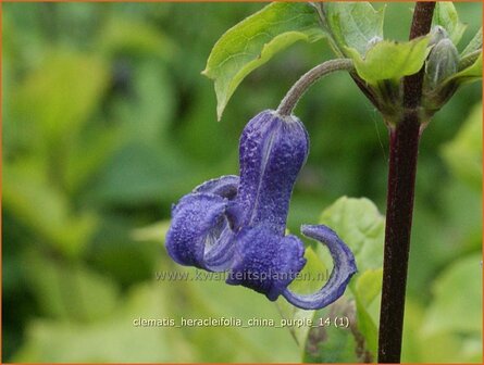 Clematis heracleifolia 'China Purple' | Struikclematis, Bosrank, Clematis | Breitbl&auml;ttrige Waldrebe | Tube Clematis