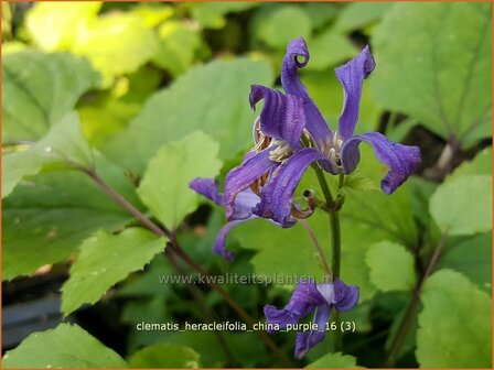Clematis heracleifolia 'China Purple' | Struikclematis, Bosrank, Clematis | Breitbl&auml;ttrige Waldrebe | Tube Clematis