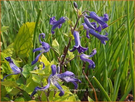 Clematis heracleifolia 'China Purple' | Struikclematis, Bosrank, Clematis | Breitbl&auml;ttrige Waldrebe | Tube Clematis
