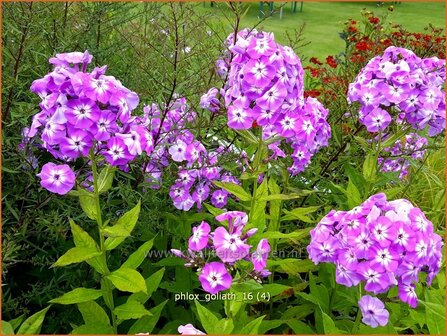 Phlox amplifolia 'Goliath'