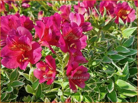  Alstroemeria 'River Valley' | Incalelie, Peruviaanse lelie | Inkalilie | Peruvian Lily