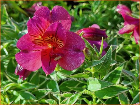  Alstroemeria 'River Valley' | Incalelie, Peruviaanse lelie | Inkalilie | Peruvian Lily