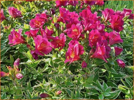  Alstroemeria 'River Valley' | Incalelie, Peruviaanse lelie | Inkalilie | Peruvian Lily