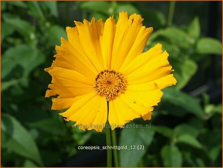 Coreopsis grandiflora 'Schnittgold' | Meisjesogen | Gro&szlig;blumiges M&auml;dchenauge | Bigflower Coreopsis